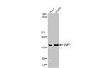 USP7 Antibody in Western Blot (WB)