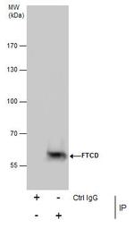 Golgi protein 58k Antibody in Immunoprecipitation (IP)