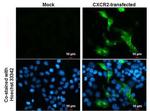 CXCR2 Antibody in Immunocytochemistry (ICC/IF)