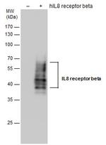 CXCR2 Antibody in Western Blot (WB)