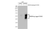 CXCR2 Antibody in Western Blot (WB)