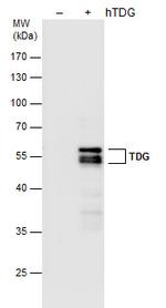 TDG Antibody in Western Blot (WB)