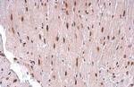 TDG Antibody in Immunohistochemistry (Paraffin) (IHC (P))