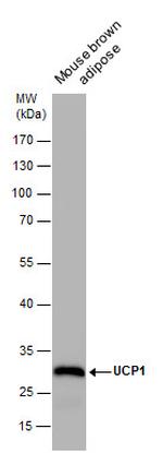 UCP1 Antibody in Western Blot (WB)