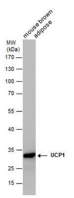 UCP1 Antibody in Western Blot (WB)