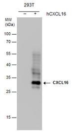 CXCL16 Antibody in Western Blot (WB)