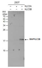 LC3B Antibody in Western Blot (WB)