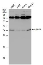 SGTA Antibody in Western Blot (WB)