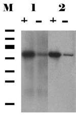 SGTA Antibody in Western Blot (WB)