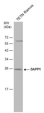 DAPP1 Antibody in Western Blot (WB)