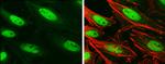 BRG1 Antibody in Immunocytochemistry (ICC/IF)