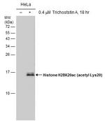 H2BK20ac Antibody in Western Blot (WB)