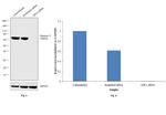 Glypican 3 Antibody