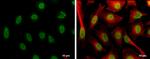 H4K8ac Antibody in Immunocytochemistry (ICC/IF)