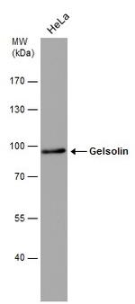 Gelsolin Antibody in Western Blot (WB)