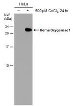 HMOX1 Antibody in Western Blot (WB)