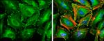 Paxillin Antibody in Immunocytochemistry (ICC/IF)