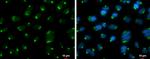 GOLGA5 Antibody in Immunocytochemistry (ICC/IF)