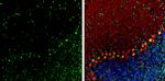 TDP-43 Antibody in Immunohistochemistry (Frozen) (IHC (F))