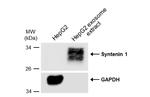 Syntenin 1 Antibody in Western Blot (WB)