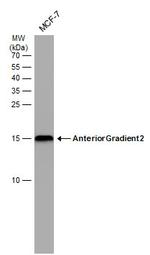 AGR2 Antibody in Western Blot (WB)