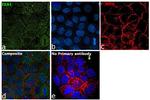 EEA1 Antibody in Immunocytochemistry (ICC/IF)