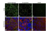 EEA1 Antibody