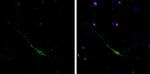 NF-H Antibody in Immunocytochemistry (ICC/IF)