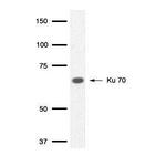 Ku70 Antibody in Western Blot (WB)