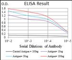 MRP4 Antibody in ELISA (ELISA)
