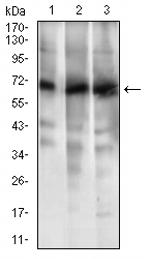 ABCG5 Antibody in Western Blot (WB)