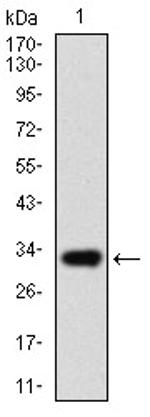ABCG5 Antibody in Western Blot (WB)