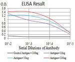 ADAMTS1 Antibody in ELISA (ELISA)