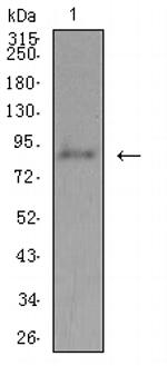 ADAMTS1 Antibody in Western Blot (WB)