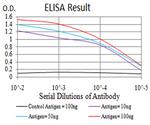 ALDH6A1 Antibody in ELISA (ELISA)