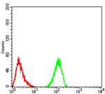 ALDH6A1 Antibody in Flow Cytometry (Flow)