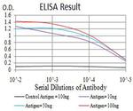 alpha Amylase 1 Antibody in ELISA (ELISA)