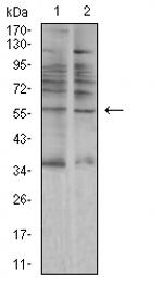 alpha Amylase 1 Antibody in Western Blot (WB)