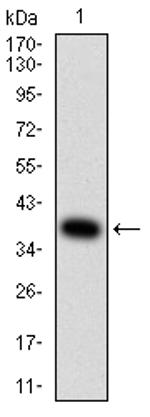 alpha Amylase 1 Antibody in Western Blot (WB)