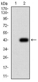 alpha Amylase 1 Antibody in Western Blot (WB)