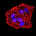 APC10 Antibody in Immunocytochemistry (ICC/IF)