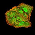 APC10 Antibody in Immunocytochemistry (ICC/IF)