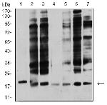 APC10 Antibody in Western Blot (WB)