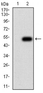 APC10 Antibody in Western Blot (WB)