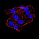 KDM1B Antibody in Immunocytochemistry (ICC/IF)