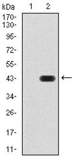 KDM1B Antibody in Western Blot (WB)