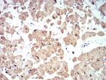 ATG13 Antibody in Immunohistochemistry (Paraffin) (IHC (P))