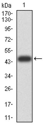 ATG13 Antibody in Western Blot (WB)