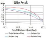 ATG2A Antibody in ELISA (ELISA)