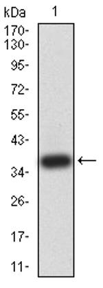 ATG2A Antibody in Western Blot (WB)